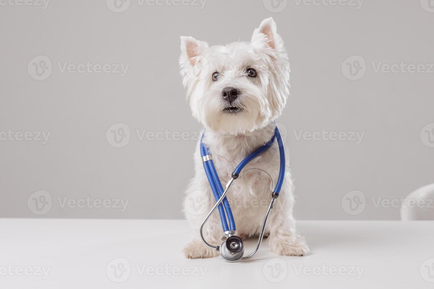 Portrait of white dog as doctor with stethoscope on clean white background, space for text photo