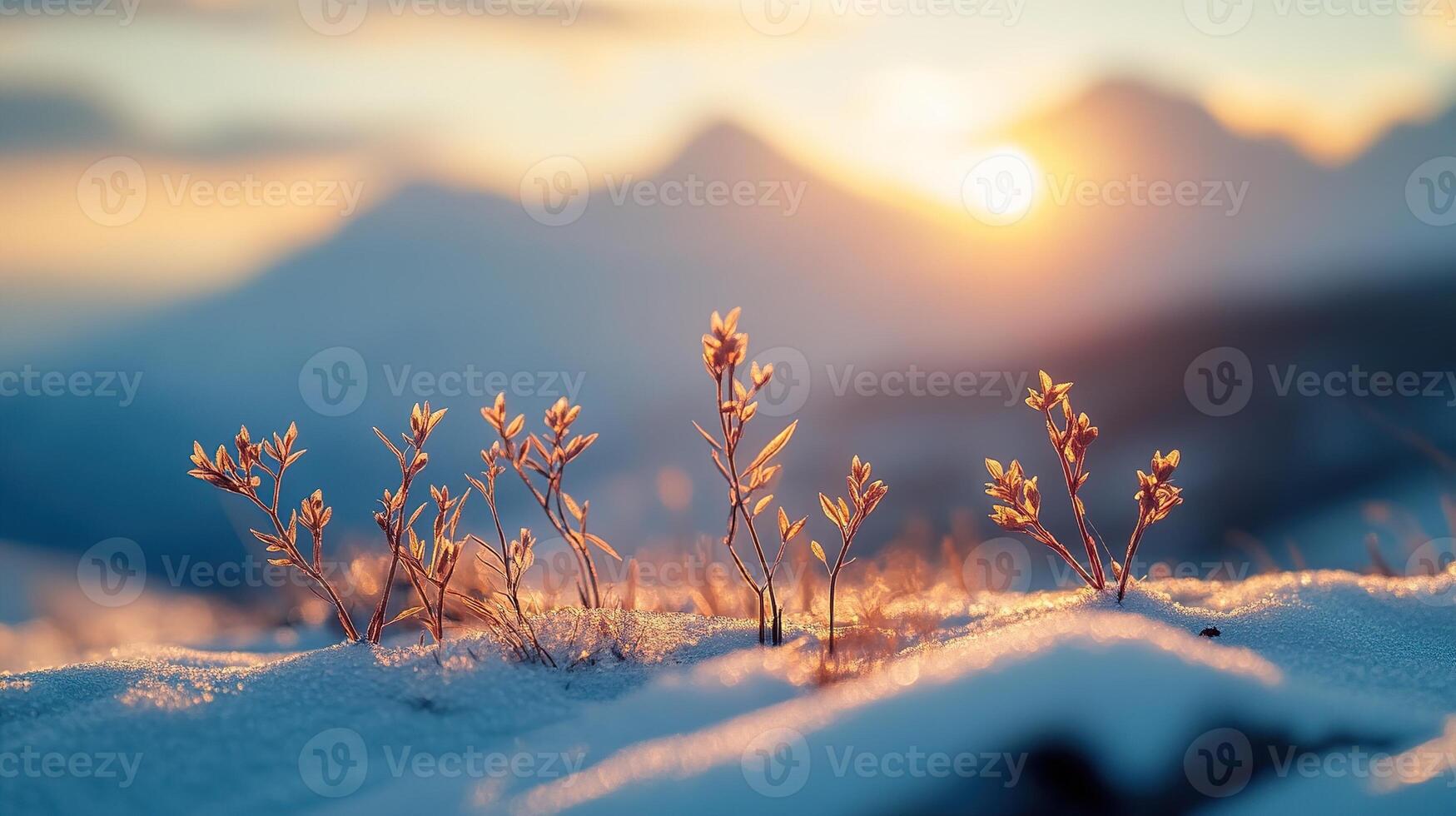 invierno puesta de sol con plantas rotura mediante el nieve foto
