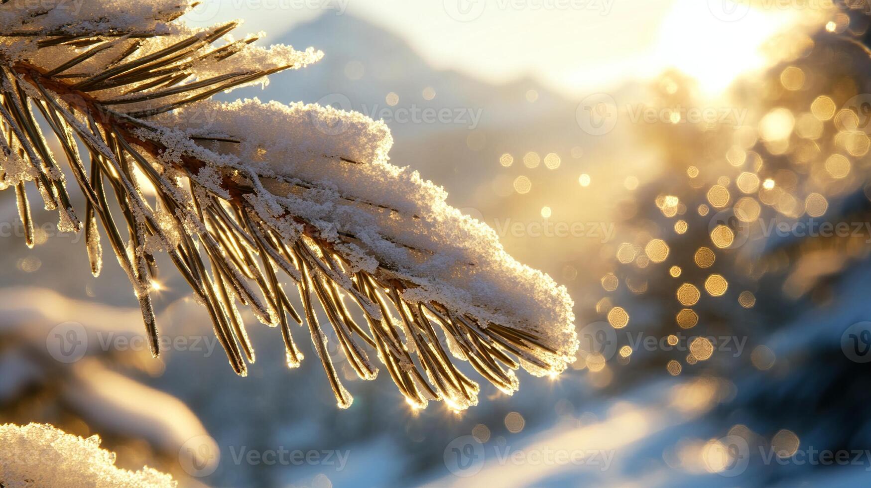 Close up of a snow covered pine branch with sunlight shining through the needles. Winter nature background. photo