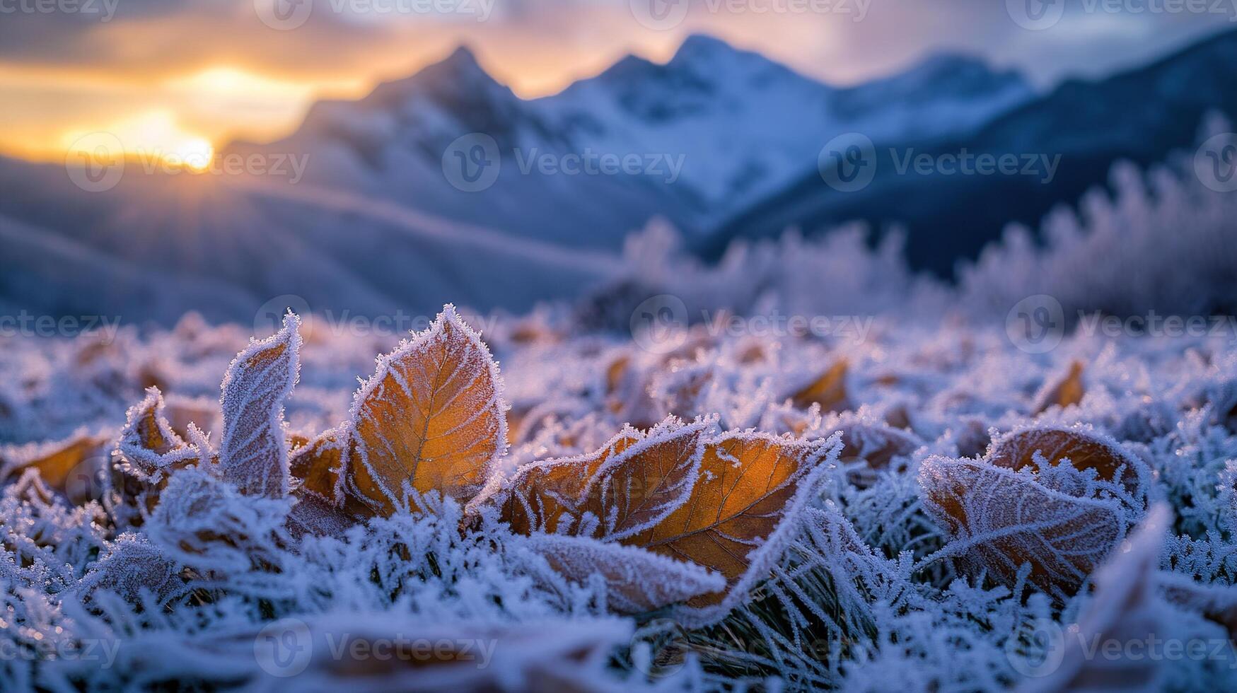 Close up of frost covered autumn leaves in front of snow capped mountains with a sunrise in the background photo
