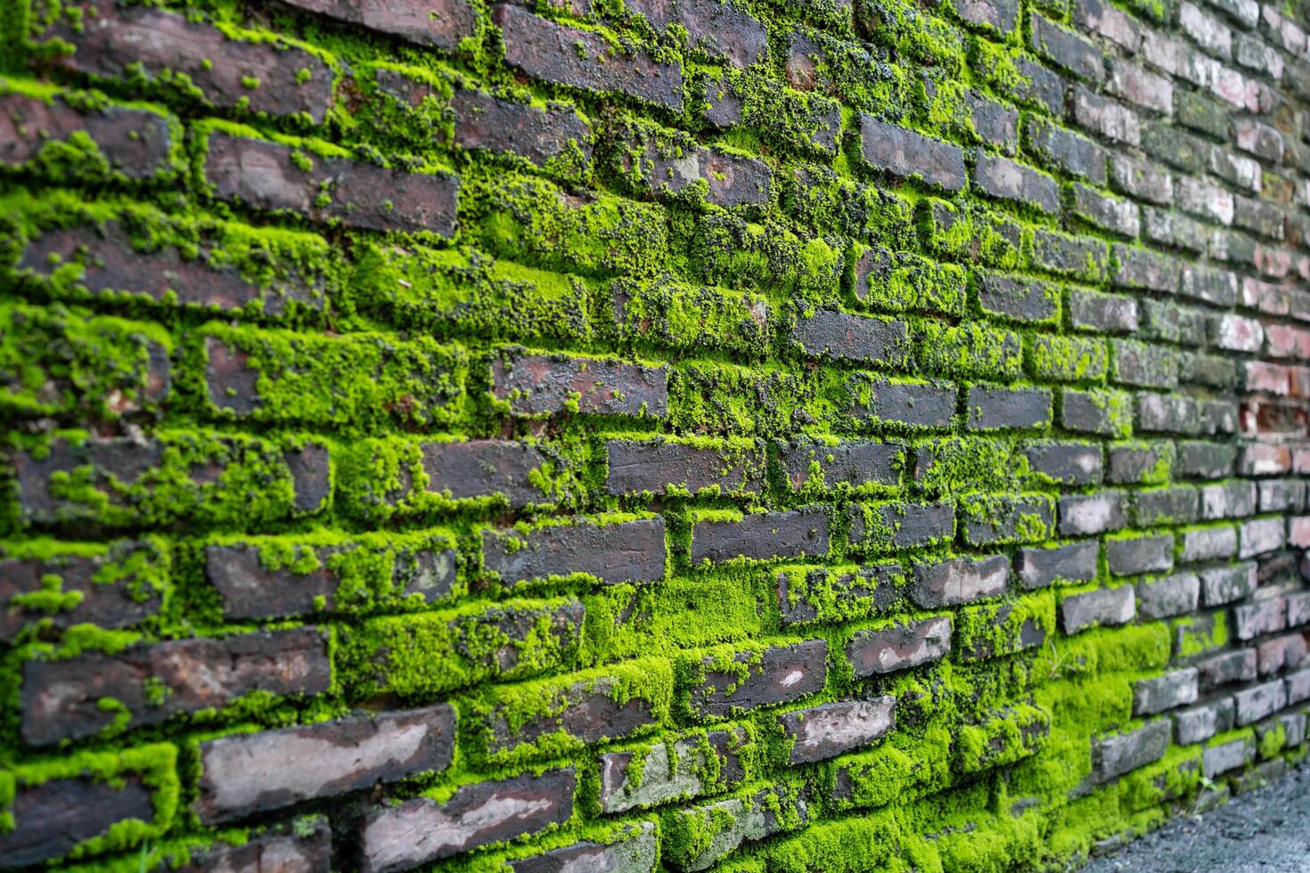 A brick wall covered in green moss. The moss is growing on the bricks and the wall itself photo