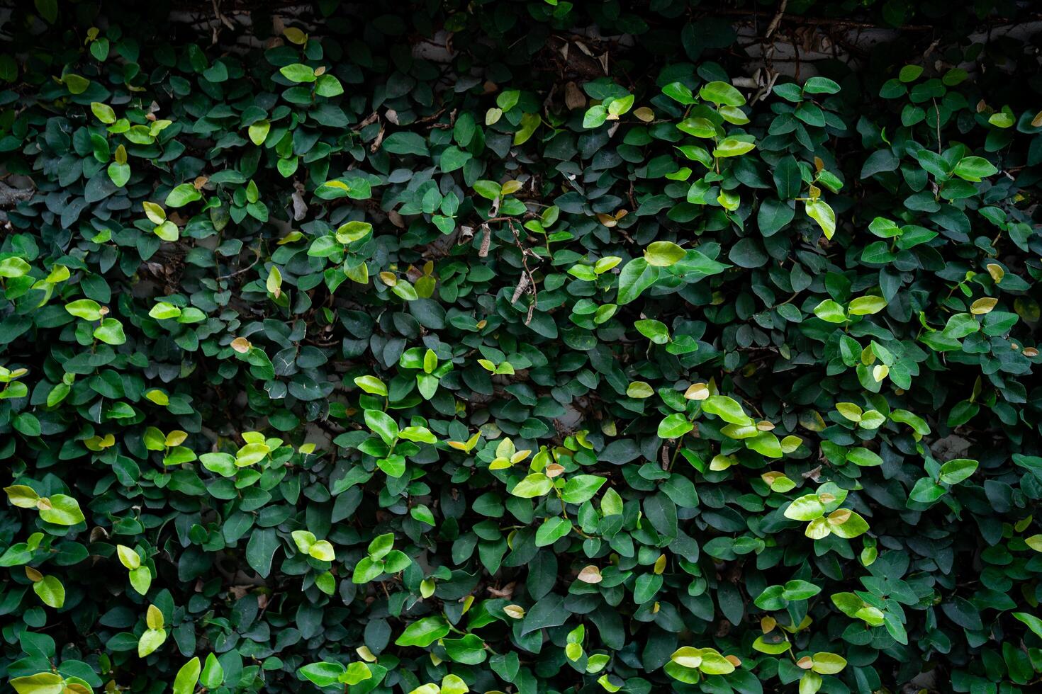 A wall covered in green vines. The vines are lush and green, and the wall is made of brick photo