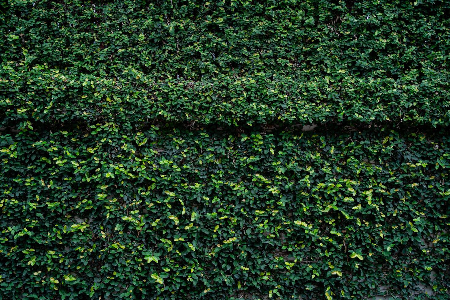 A wall covered in green ivy. The ivy is thick and lush, covering the entire wall photo