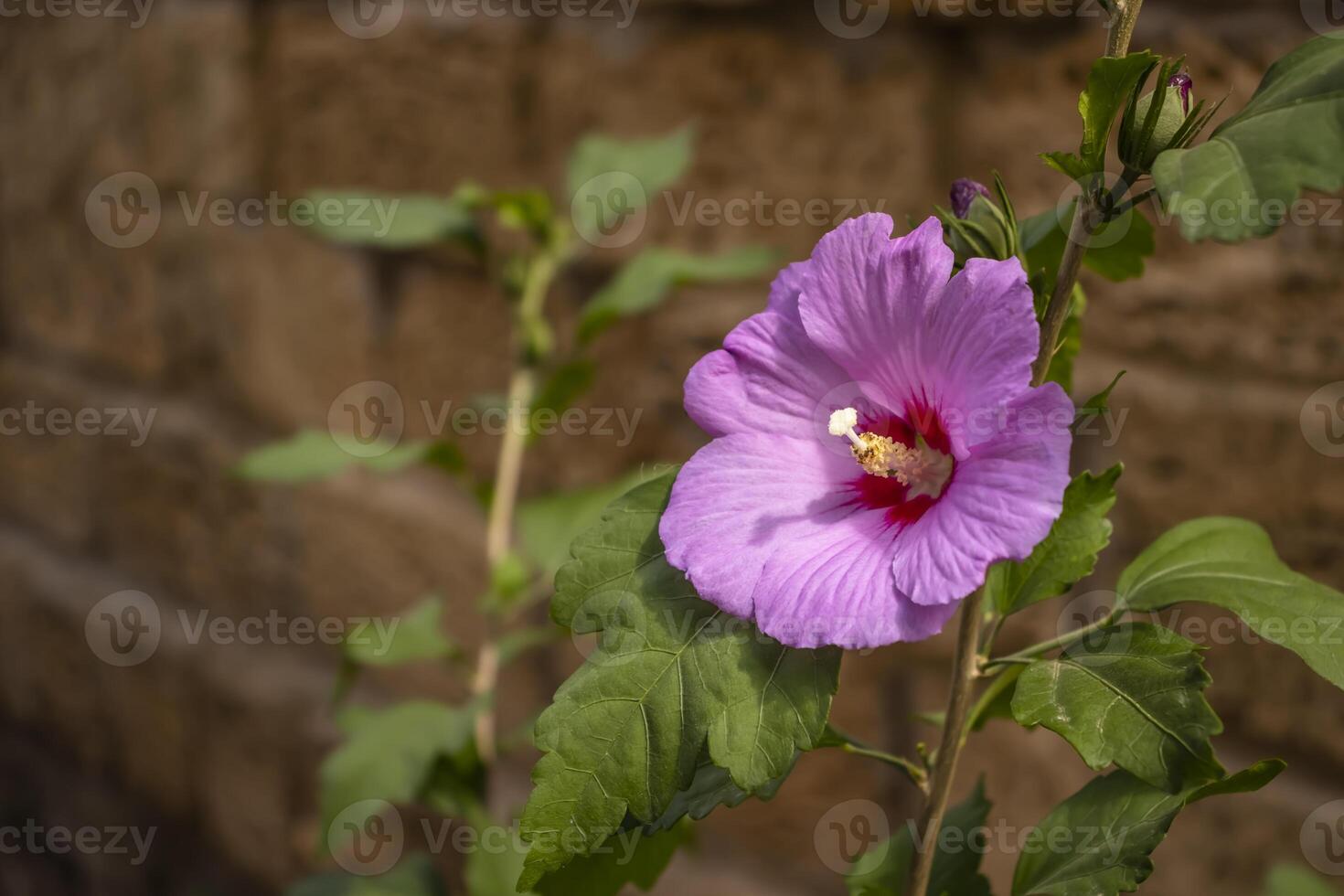 Close-up of a violet flower blooming with green leaves and a brick wall background photo