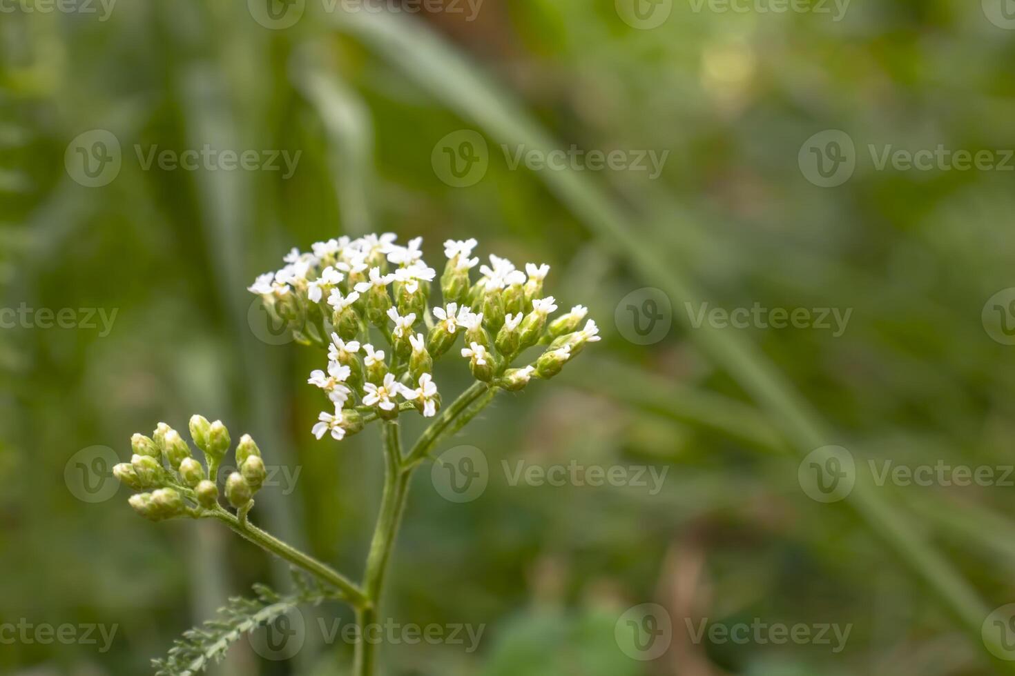 Close-up of white flower buds emerging among green leaves in a natural setting photo