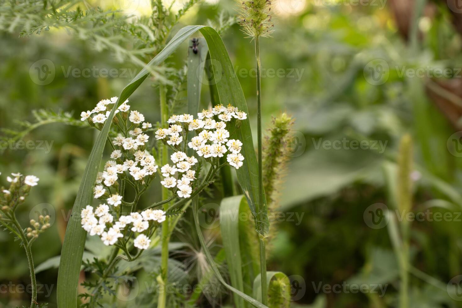 Delicate white flowers blooming in a green field photo
