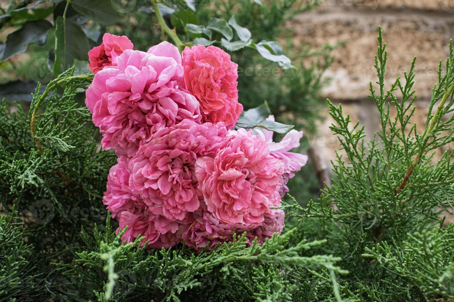 Vibrant pink roses amidst lush green foliage photo