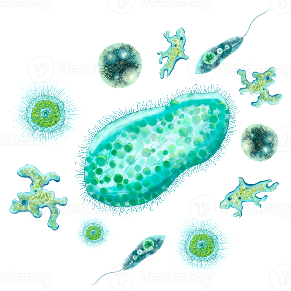 Unicellular bacteria and microorganisms. Color illustration of protozoa. Design of antibacterial agents, antiseptics and antibiotics. For printing of educational and medical books, manuals, posters. png