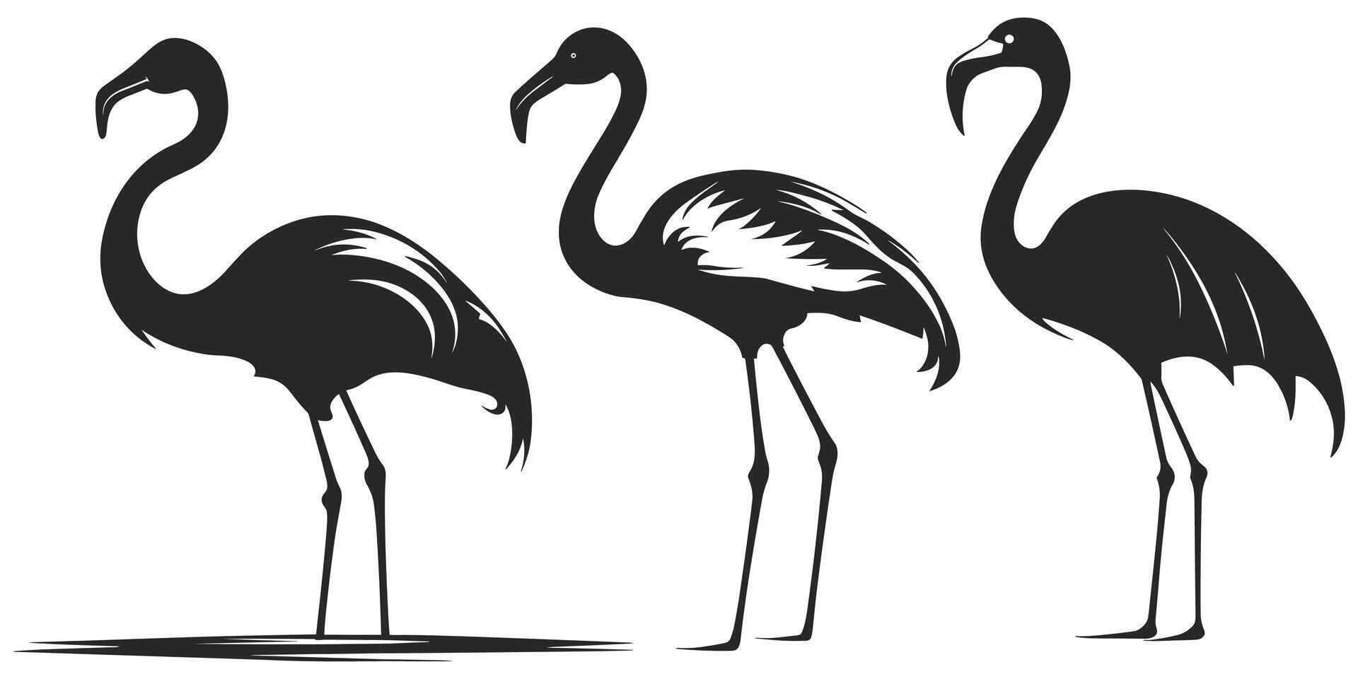 Three flamingos standing in a row on a white background vector