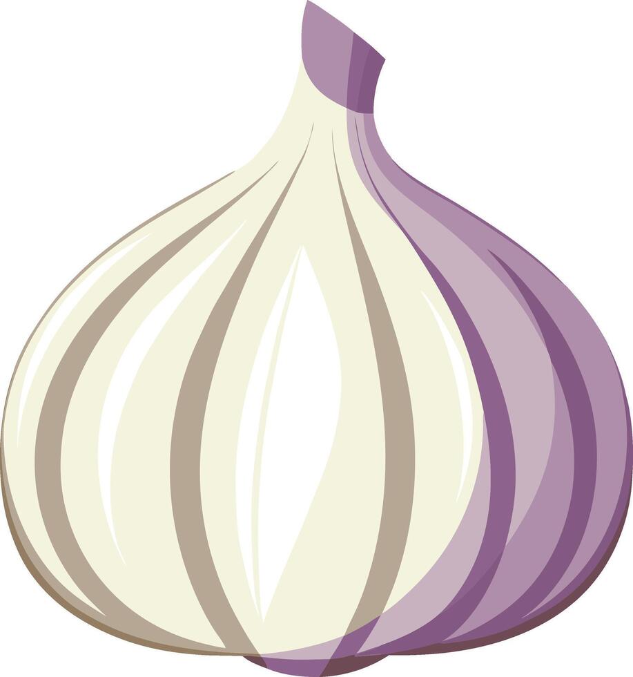 Garlic art with white background vector