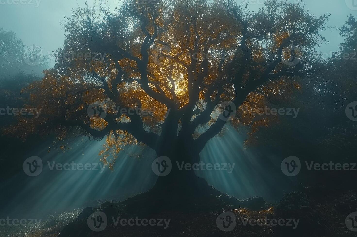 Sunbeams shining through foggy forest illuminating golden tree photo