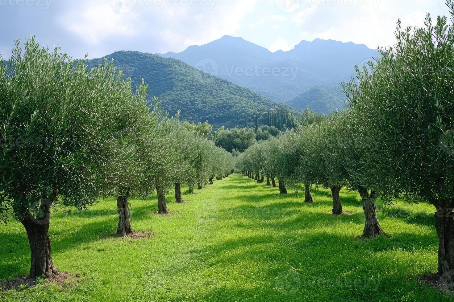 Olive grove stretching towards majestic mountains under cloudy sky photo