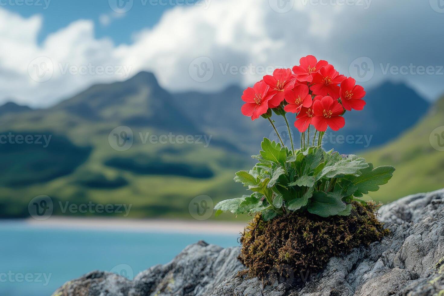 Red flower growing on a cliff overlooking the ocean and green landscape photo
