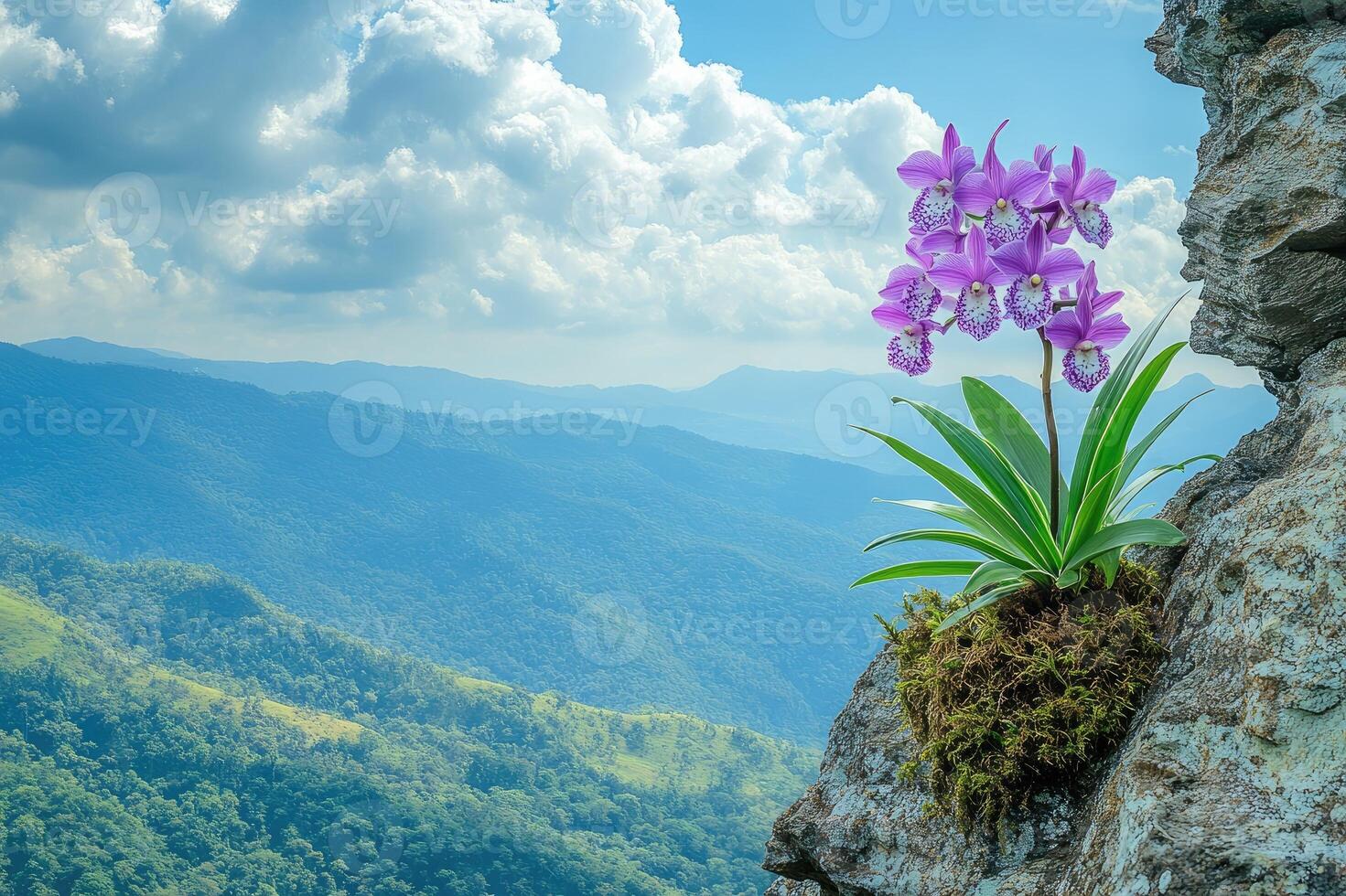 Purple orchid growing on a cliff overlooking rolling green hills and cloudy sky photo