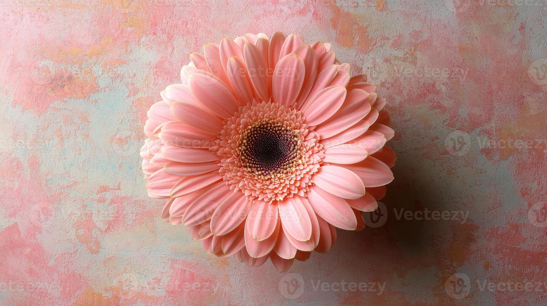 Pink gerbera flower lying on a pink and light blue textured background photo