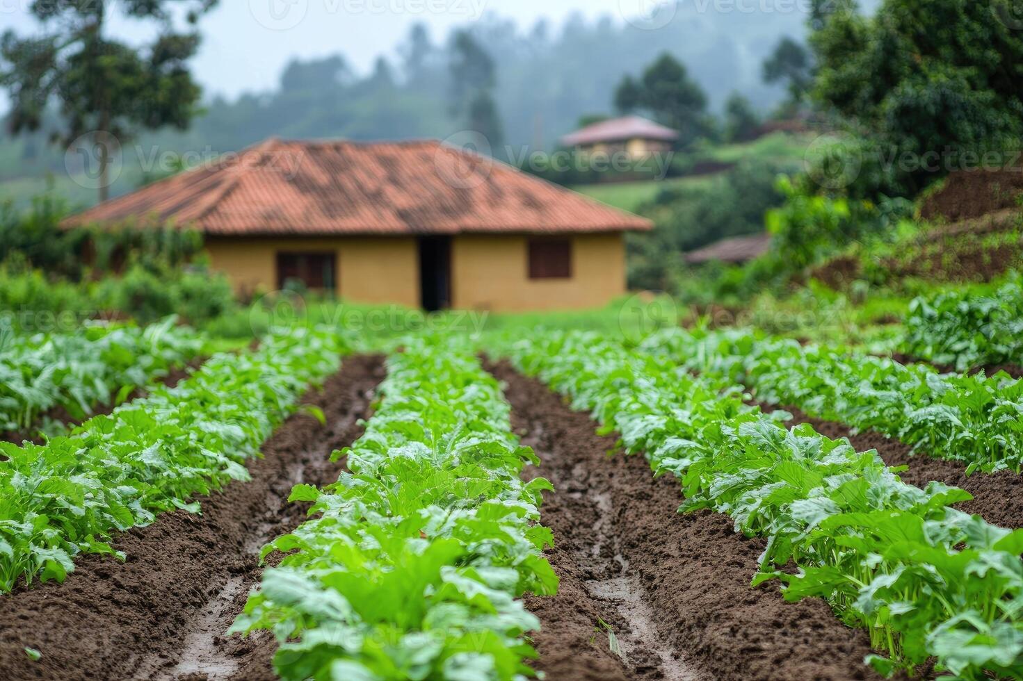 Rows of lettuce growing in fertile soil near a farmhouse in africa photo