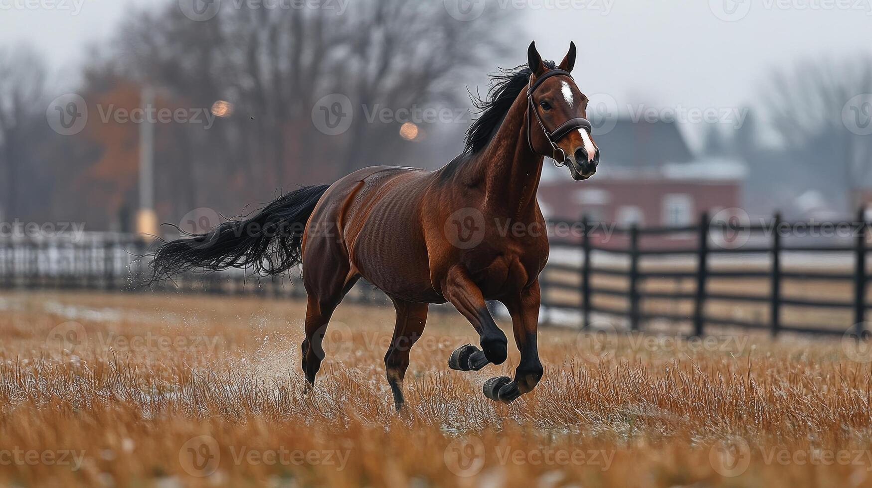 Beautiful brown horse running in a paddock on a cold day photo