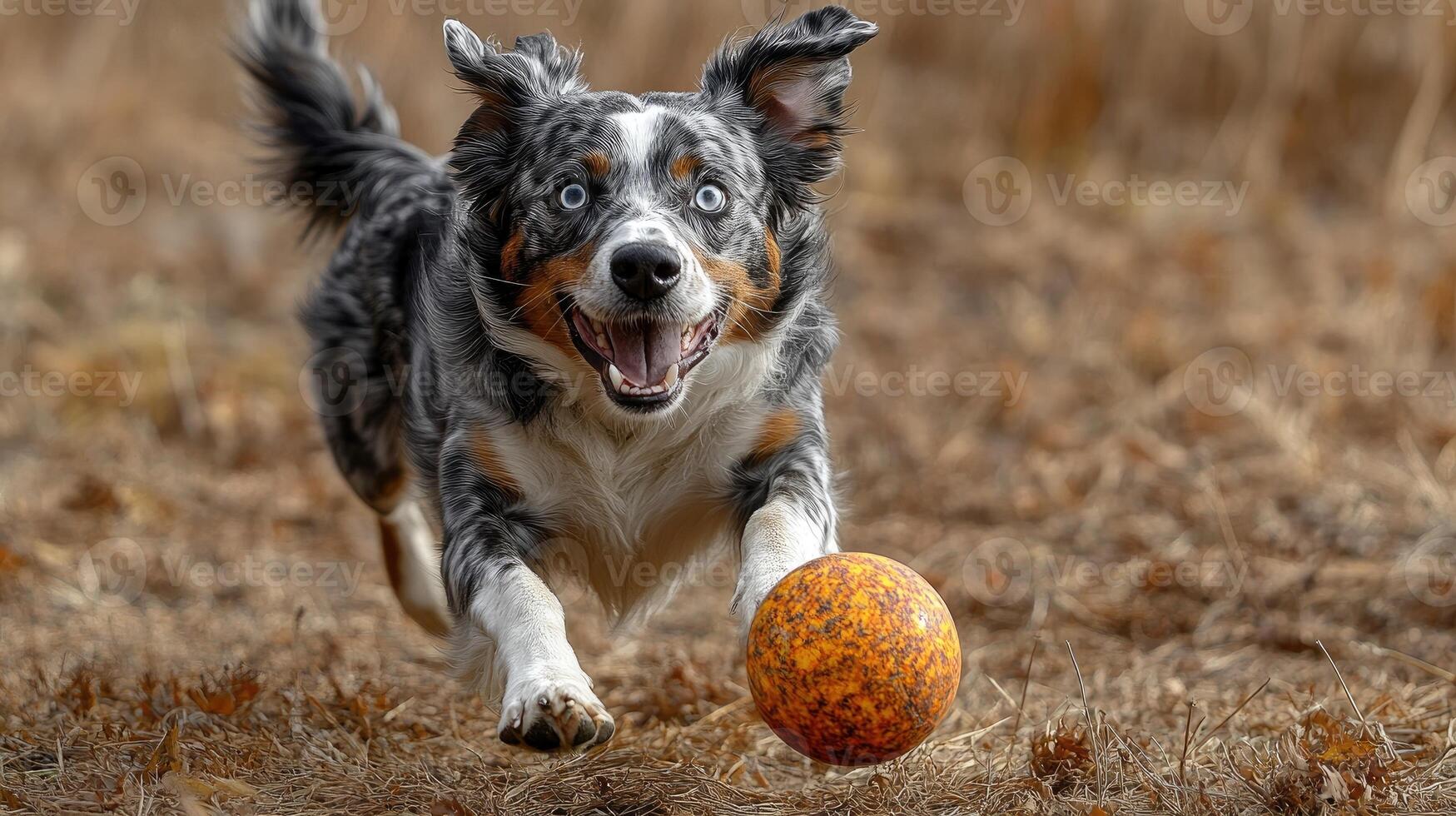 Happy australian shepherd running and playing fetch with ball photo