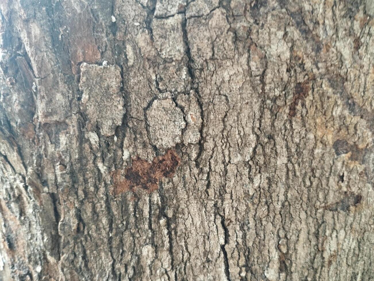 texture of a tree photo
