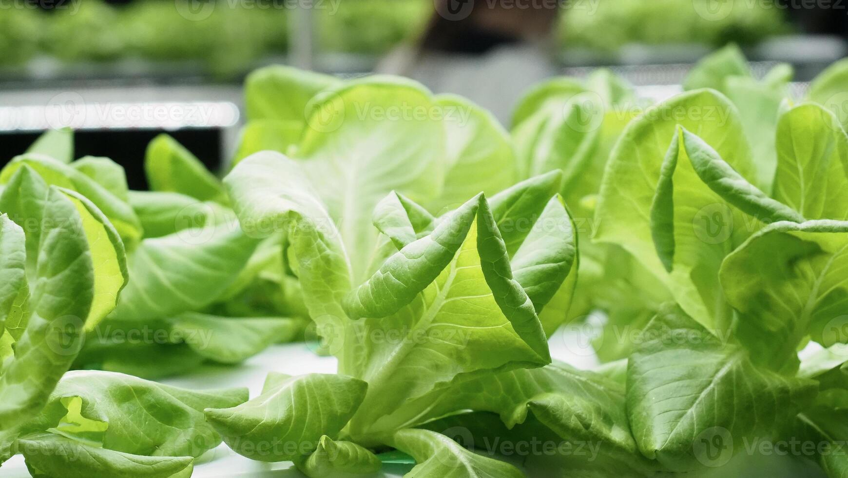 Indoor vertical farm or modern vegetable farming that use new technology of seeding plants on vertical stack. Indoor farm Hydroponic plants growing under LED lights to reduce CO2 emission. QC passed. photo