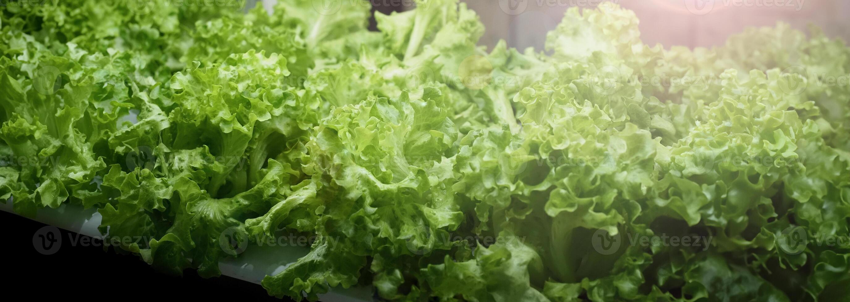 Indoor vertical farm or modern vegetable farming that use new technology of seeding plants on vertical stack. Indoor farm Hydroponic plants growing under LED lights to reduce CO2 emission. QC passed. photo