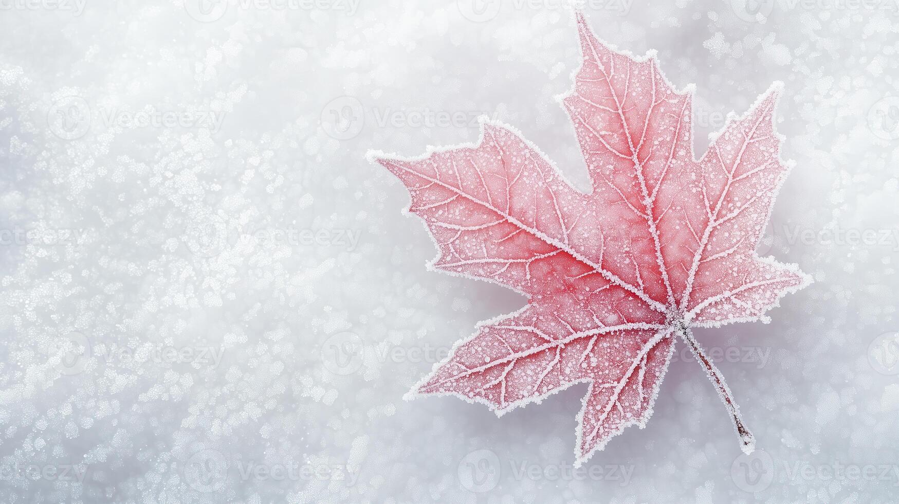 a red maple leaf is covered in snow photo
