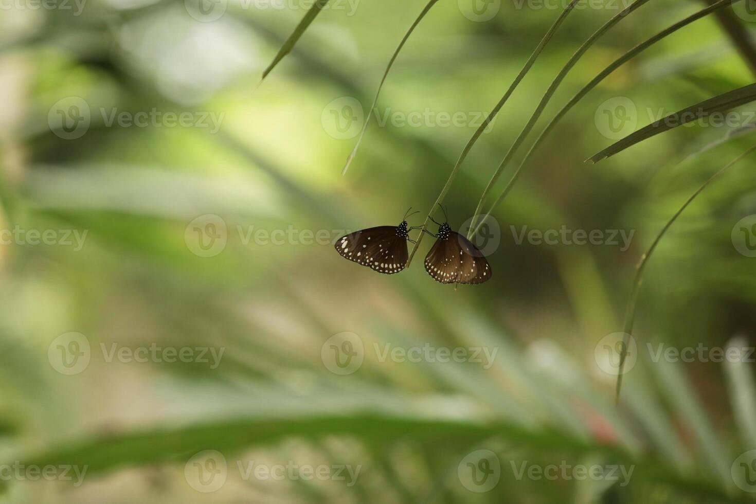 Malayan Eggfly butterfly on a branch in the park, beautiful natural background for text photo