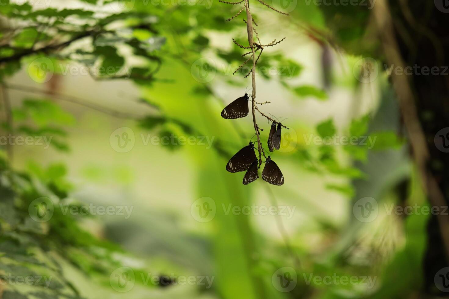 Malayan Eggfly butterfly on a branch in the park, beautiful natural background for text photo