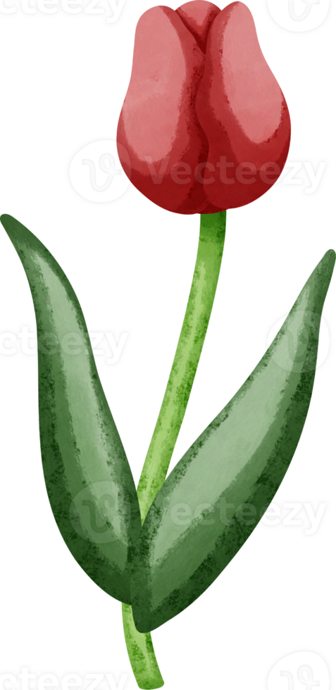 Coquette red tulip png