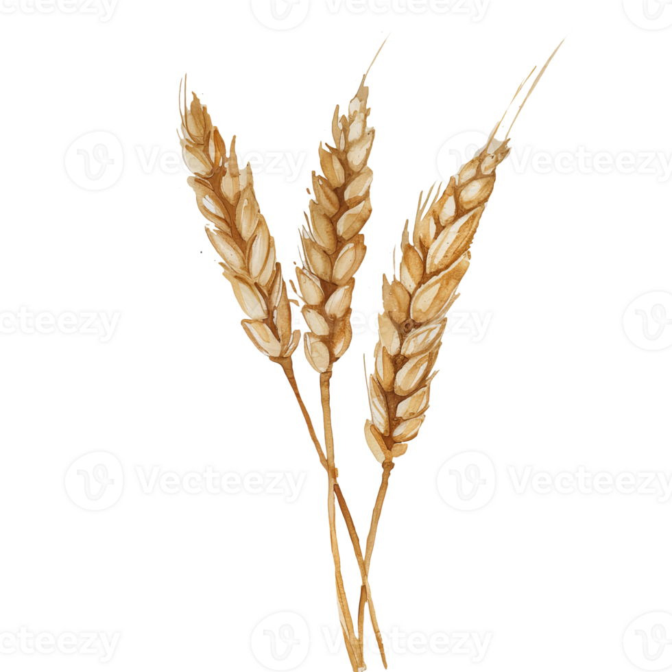 Watercolor ears of wheat element isolated on transparent background png