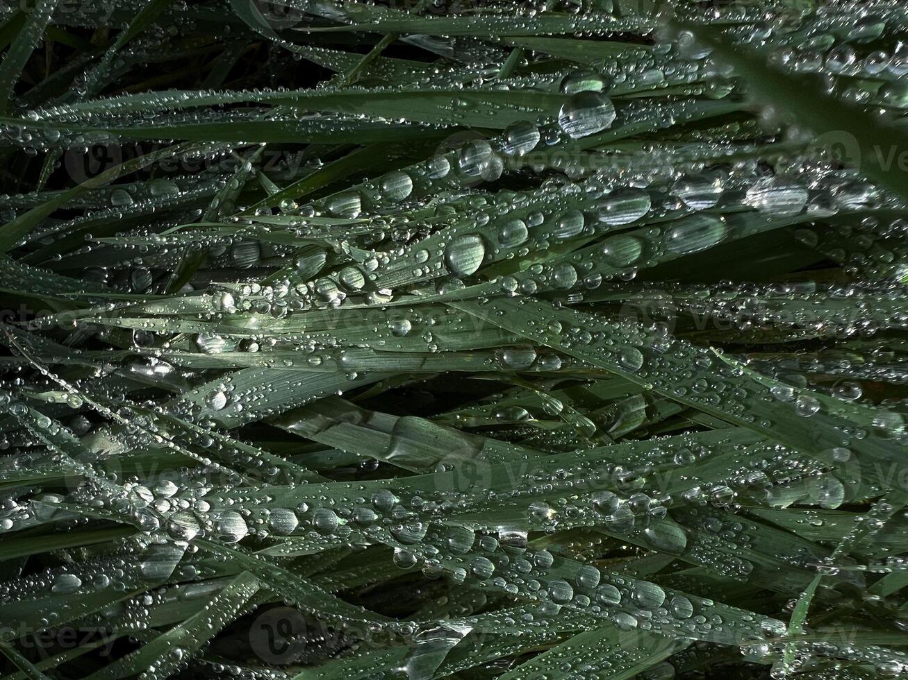 Grass covered with dew closeup photo. Rain drops of water on grass. Nature abstract background wallpaper photo