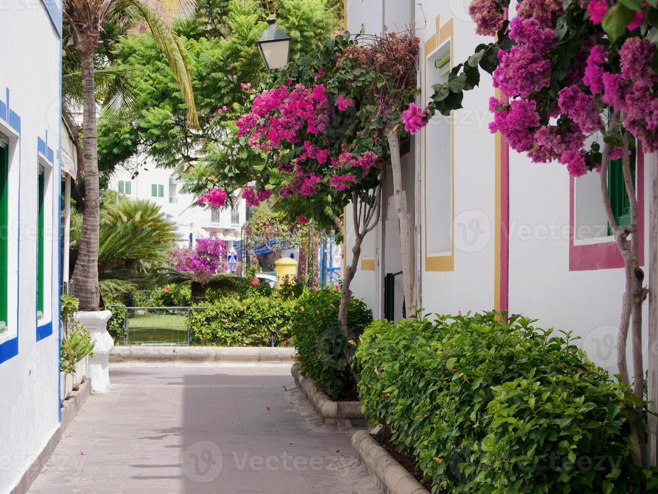 Cozy streets of Puerto de Mogan, Gran Canaria with flowering Bougainvillea trees. Year-round all-season travel in warm countries concept. Mass tourism in Canary Islands photo