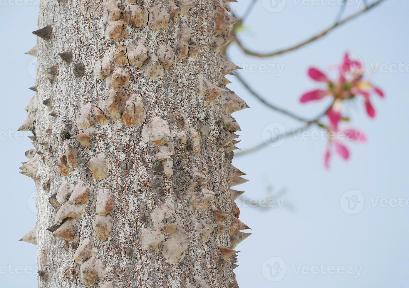 Blooming Ceiba Chorisia speciosa, bottle or floss silk tree growing on Grand Canaria island. Tropical exotic spiked tree with pink flowers and thorns on the trunk photo