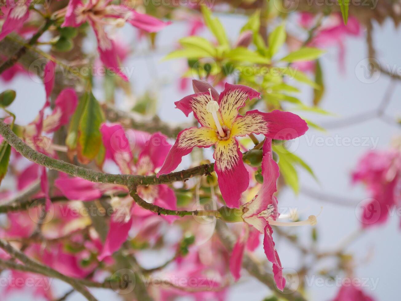 Blooming Ceiba Chorisia speciosa, bottle or floss silk tree growing on Grand Canaria island. Tropical exotic spiked tree with pink flowers and thorns on the trunk photo