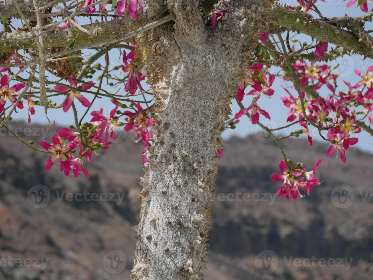 Blooming Ceiba Chorisia speciosa, bottle or floss silk tree growing on Grand Canaria island. Tropical exotic spiked tree with pink flowers and thorns on the trunk photo