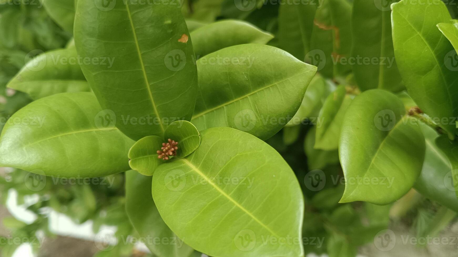 Close-up view of a small cluster of green leaves on a bush with a small flower bud in the center. photo