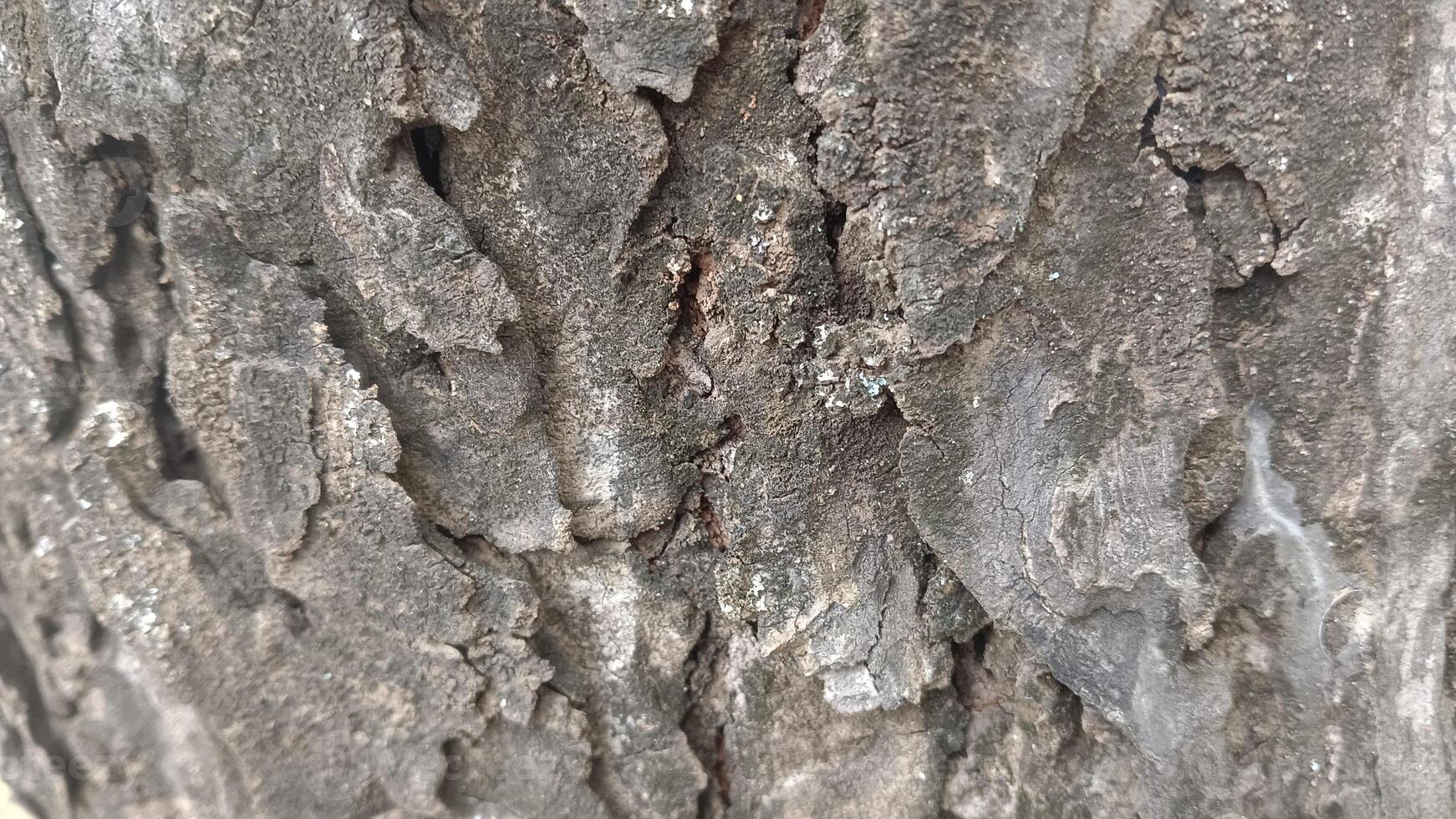 Close-up of rough tree bark with deep grooves and a subtle texture. photo