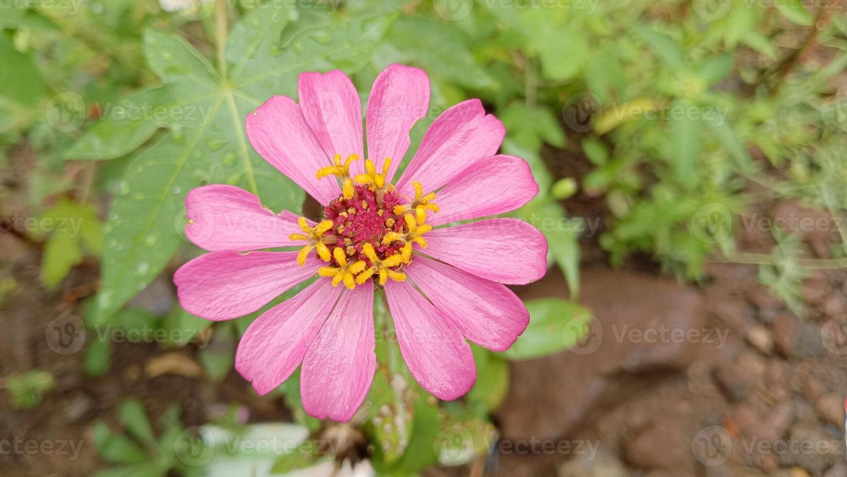 A close-up shot of a vibrant pink flower with yellow pollen in the center. The flower has a delicate, symmetrical structure and appears to be in full bloom. photo