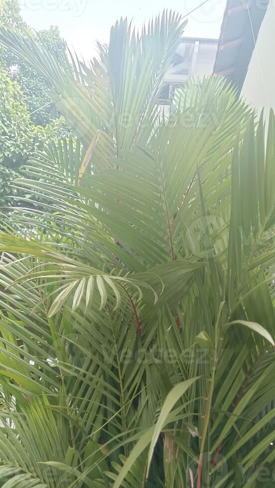 A close-up view of a lush green palm tree with long, slender leaves. The leaves are arranged in a spiral pattern and create a sense of depth and texture. photo