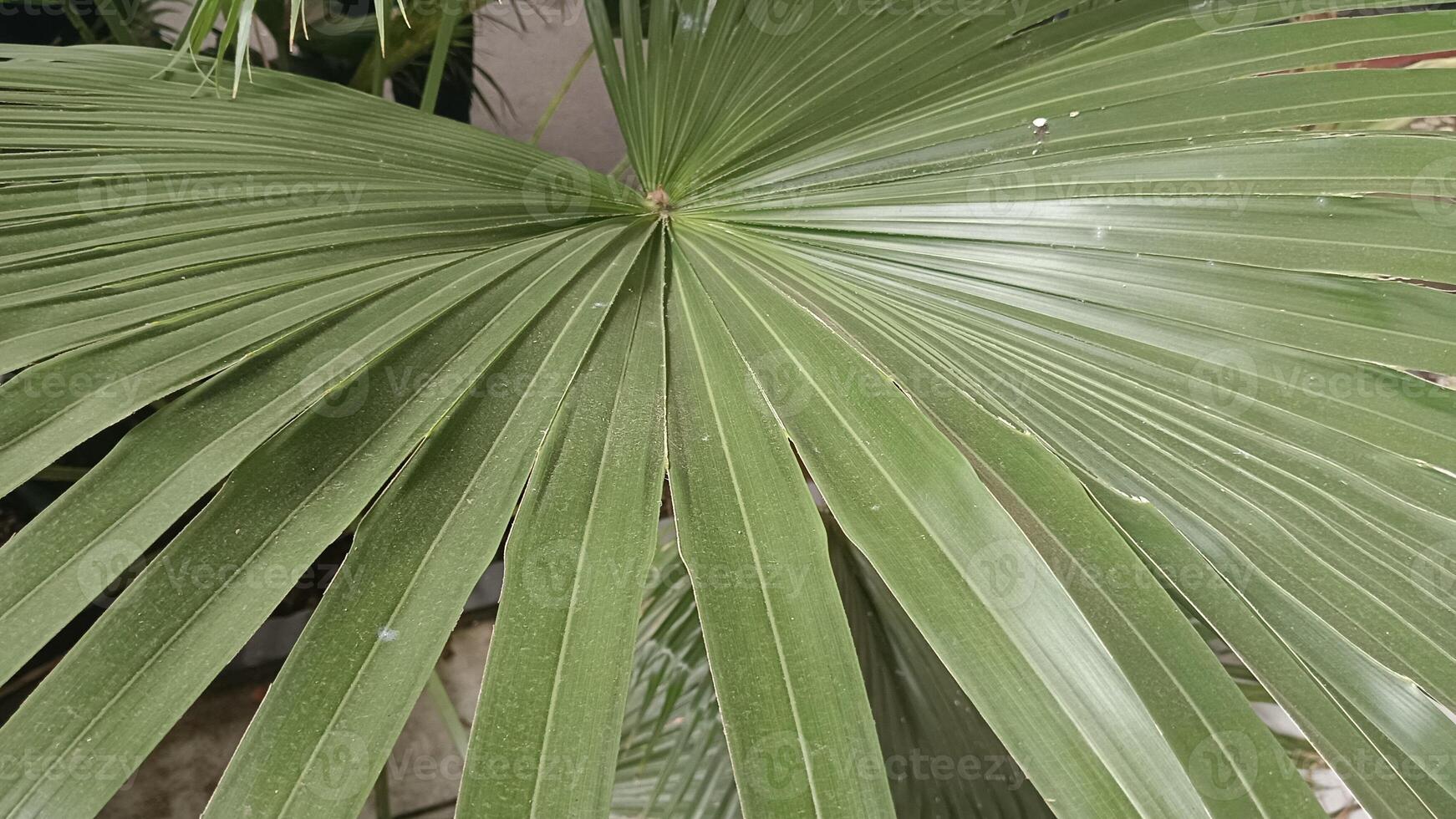 Close-up of a large green palm leaf with a radiating pattern. photo