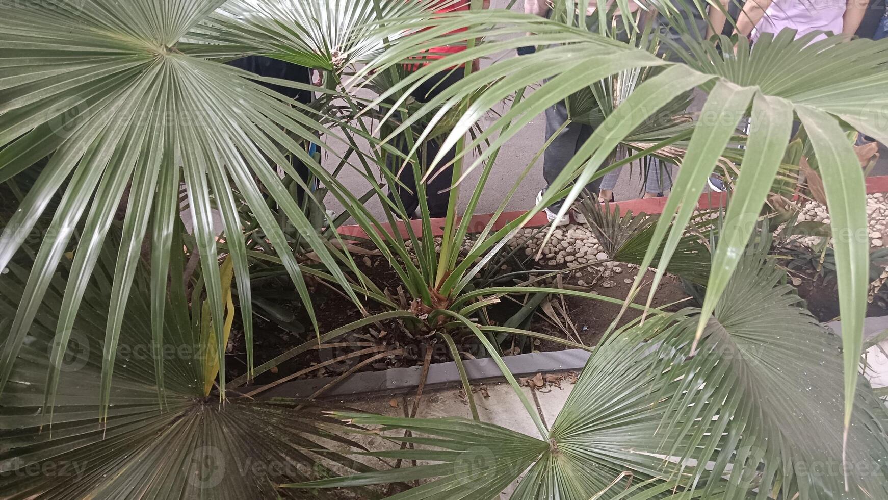 A close-up view of a lush green palm plant growing in a planter. photo