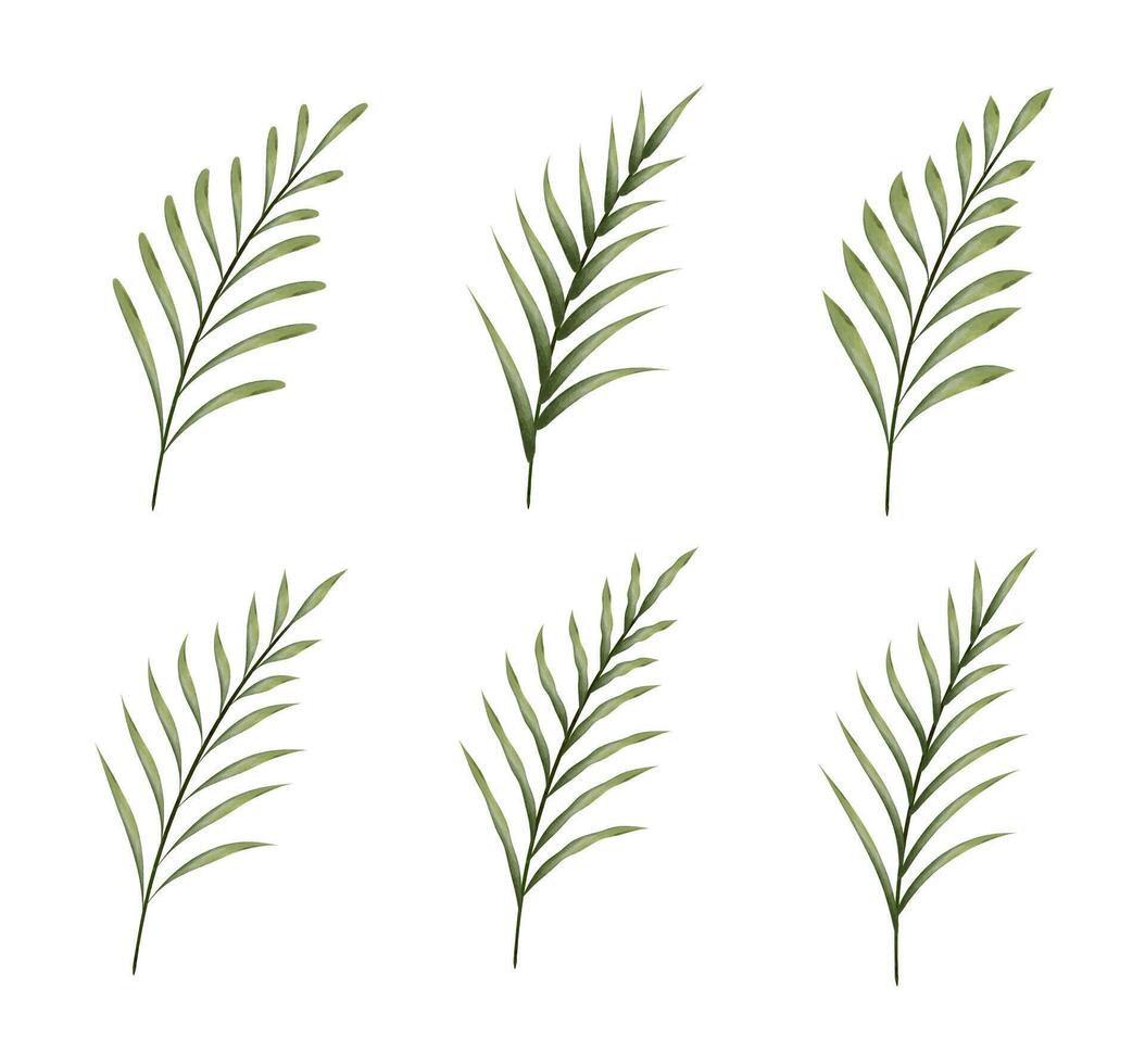 Set of watercolor botanical branches with long leaves, isolated forest elements on white background vector