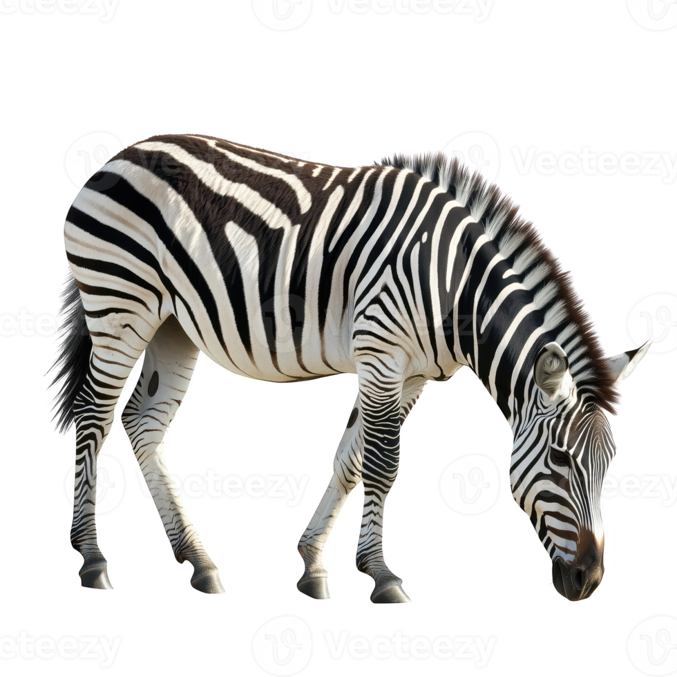 Zebra grazing gracefully, isolated on transparent background. png