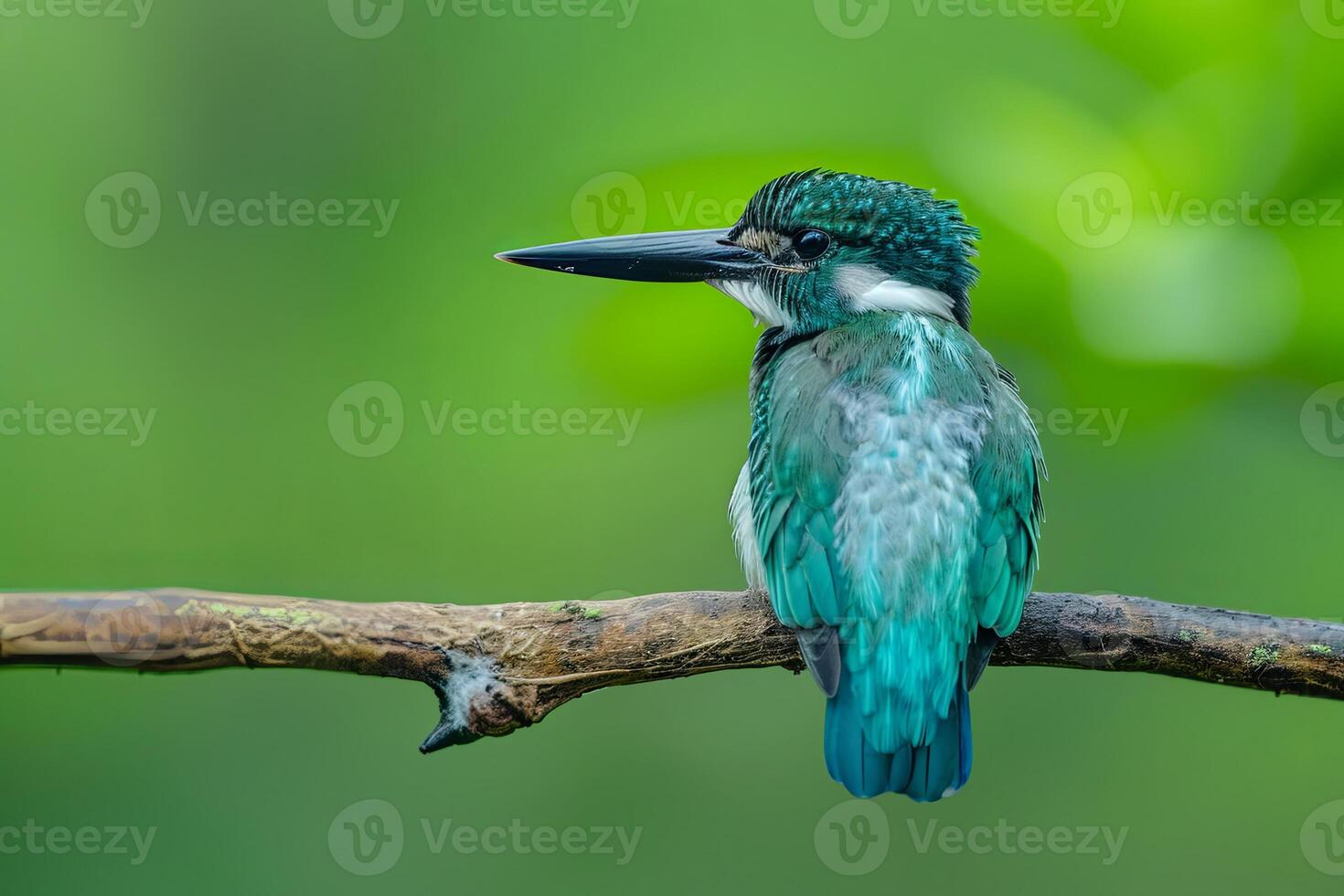 A vibrant blue and green kingfisher perched on a branch, its head turned to the side, against a green background. photo