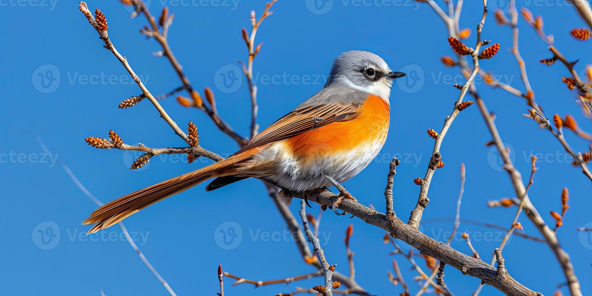 A small bird with gray and orange plumage perches on a branch against a blue sky. photo