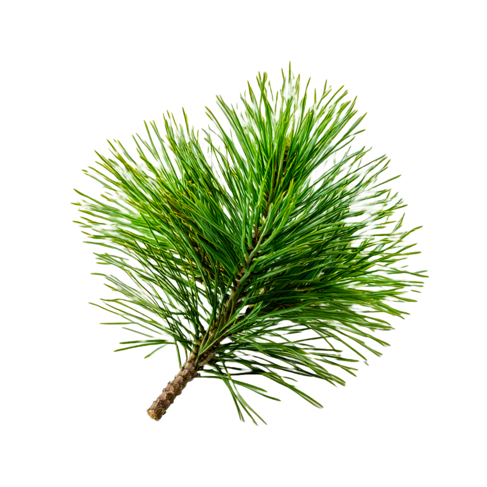 a branch of a pine tree leaf png
