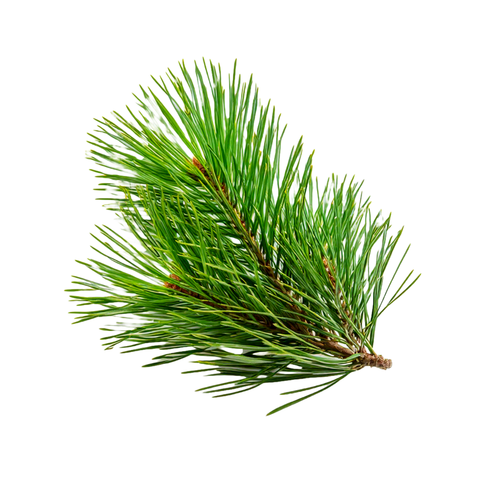 a branch of a green pine tree leaf png
