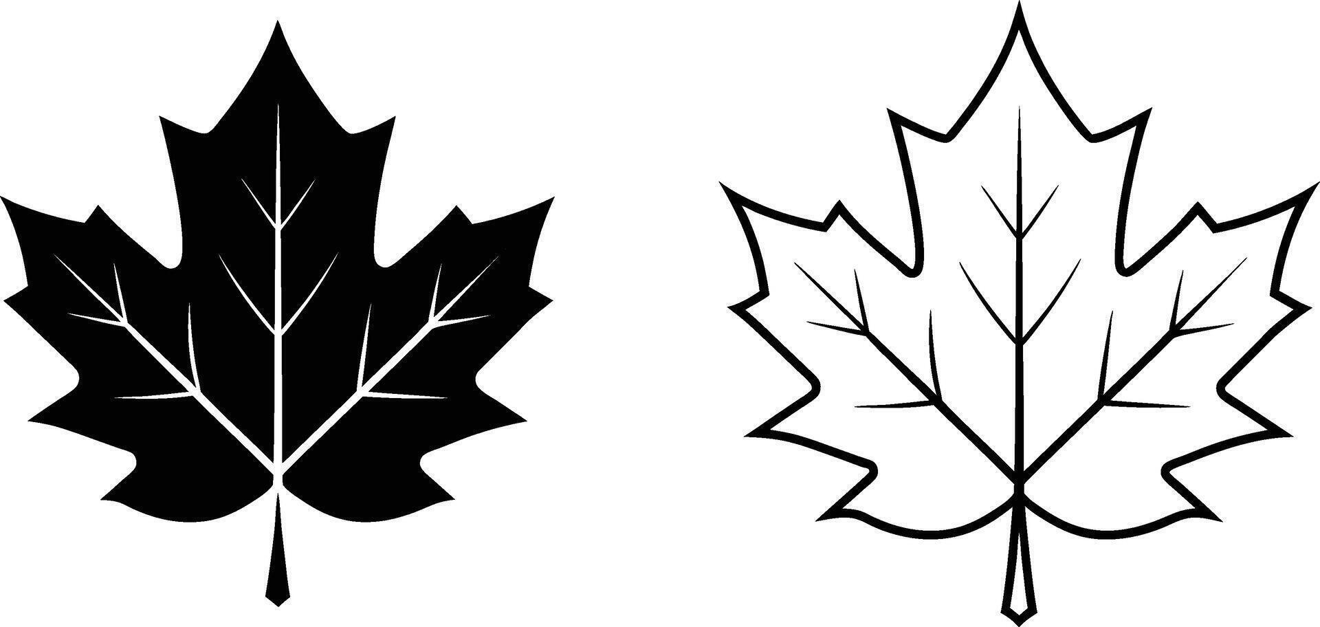 Maple Leaf Design, Black and White Illustration vector