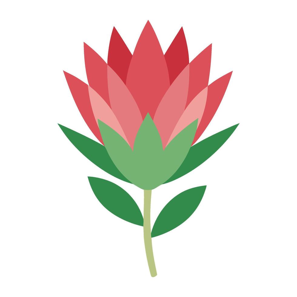 A red protea flower on a white background vector