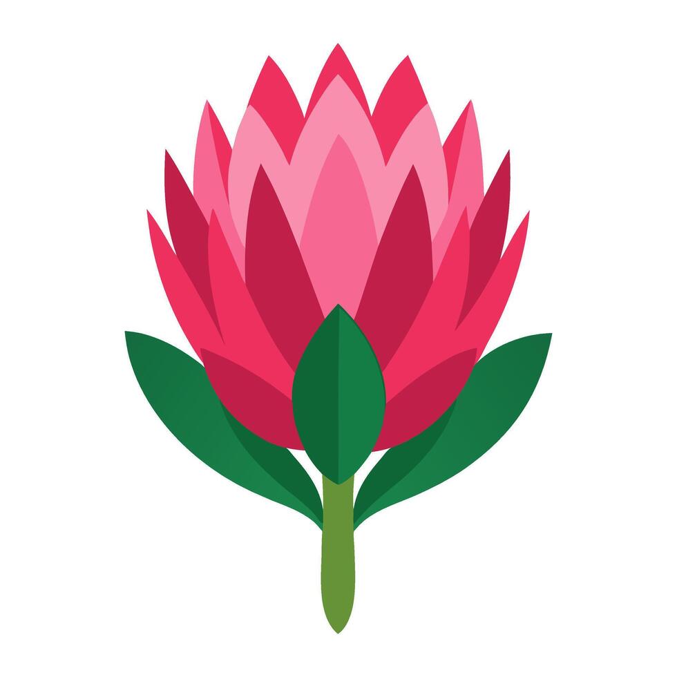 A pink protea flower on a white background vector